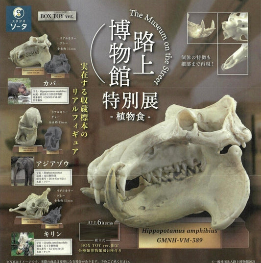 X 73001 Fossil Blind Box-DISCONTINUED