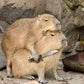 12188 Capybara Kawaii Key Charm-12