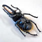 70360 Beetle Figurine Capsule-4