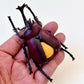 70360 Beetle Figurine Capsule-4