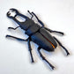 70360 Beetle Figurine Capsule-4