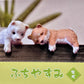73097 Sitting Shiba Inu Dogs Blind Box-10