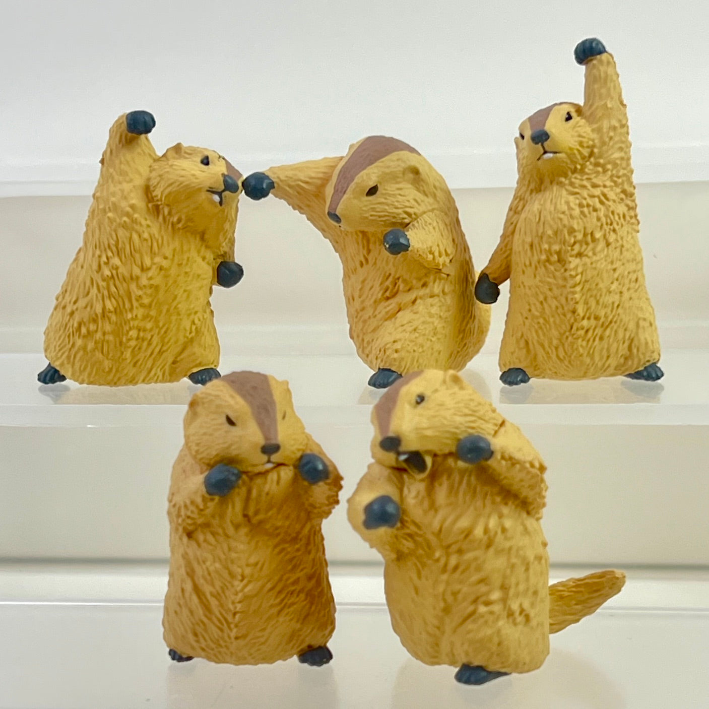 73254 Fighting Marmot Blind Box-10