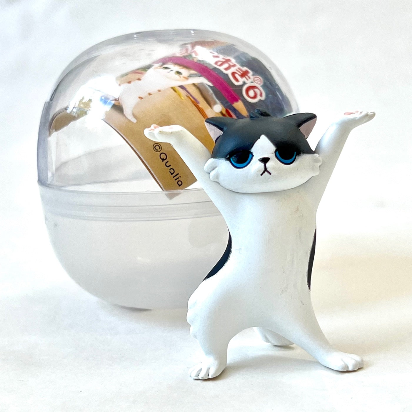 Cat holder online
