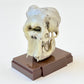 73001 Fossil Blind Box-6