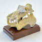 73001 Fossil Blind Box-6