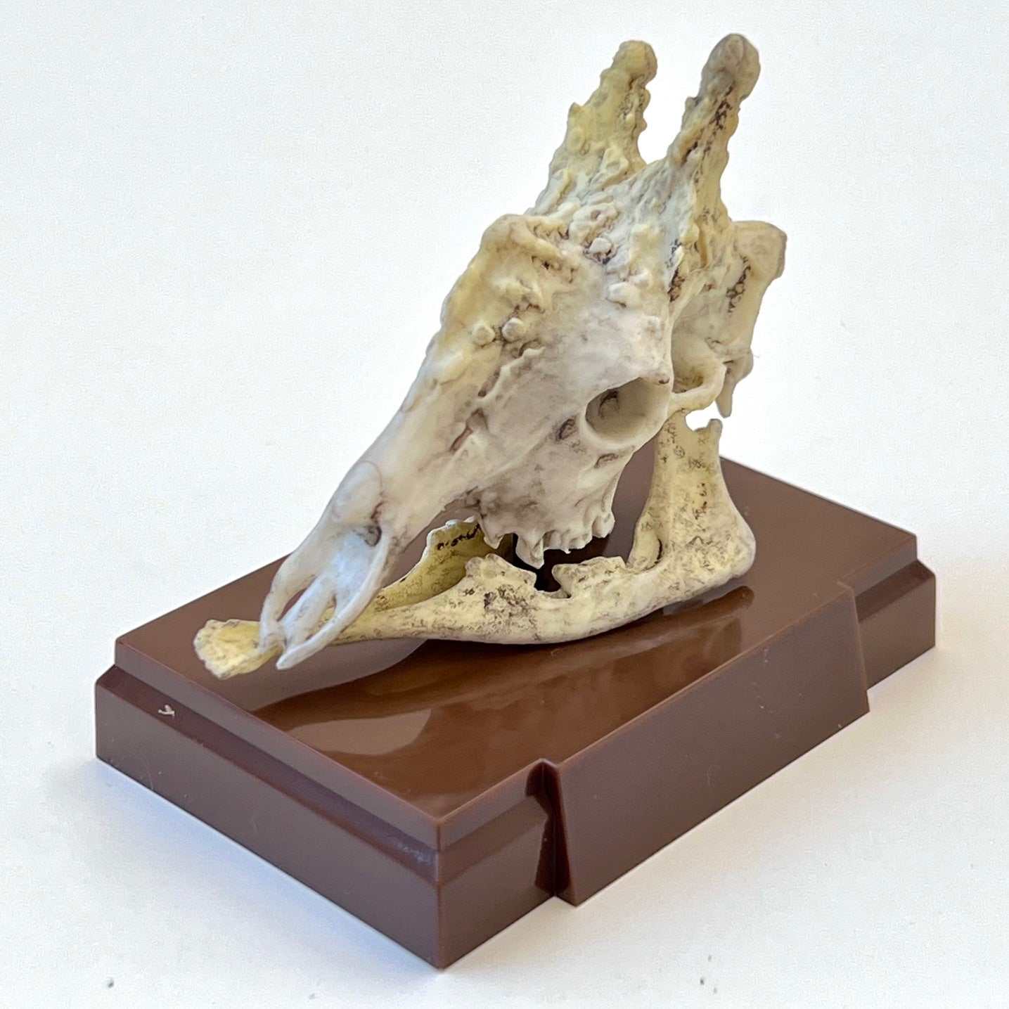 73001 Fossil Blind Box-6