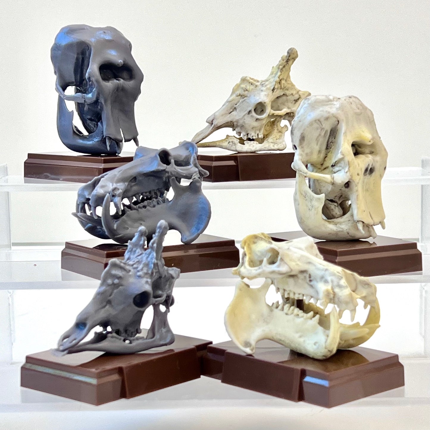 73001 Fossil Blind Box-6