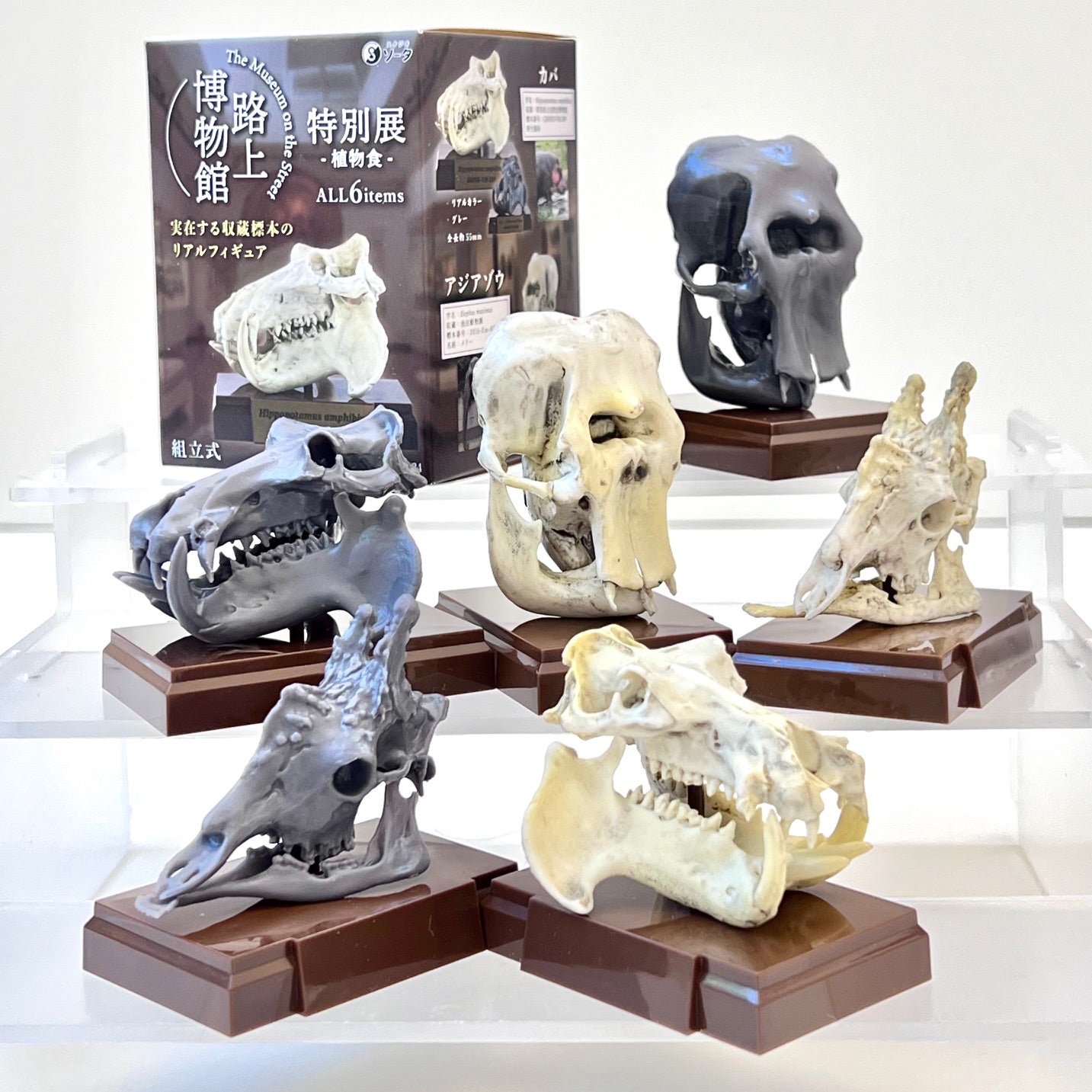 73001 Fossil Blind Box-6