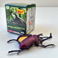 70791 Modeling Beetles Blind Box-8