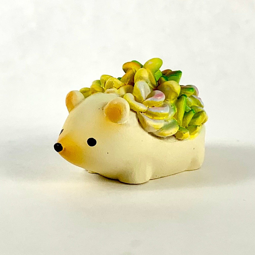 X 70807 HEDGEHOG SUCCULENT CAPSULE-DISCONTINUED