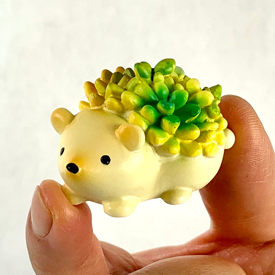 X 70807 HEDGEHOG SUCCULENT CAPSULE-DISCONTINUED