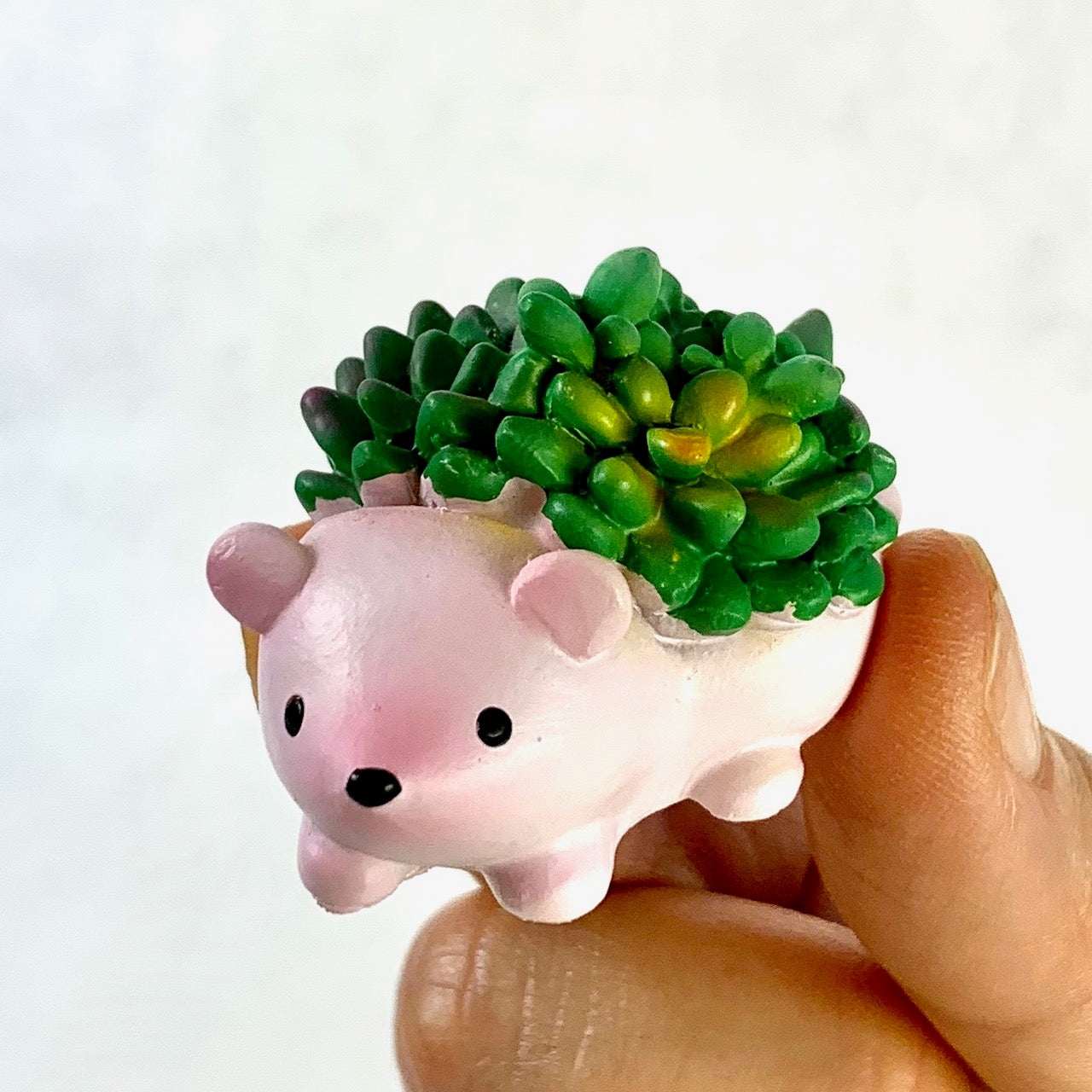 X 70807 HEDGEHOG SUCCULENT CAPSULE-DISCONTINUED