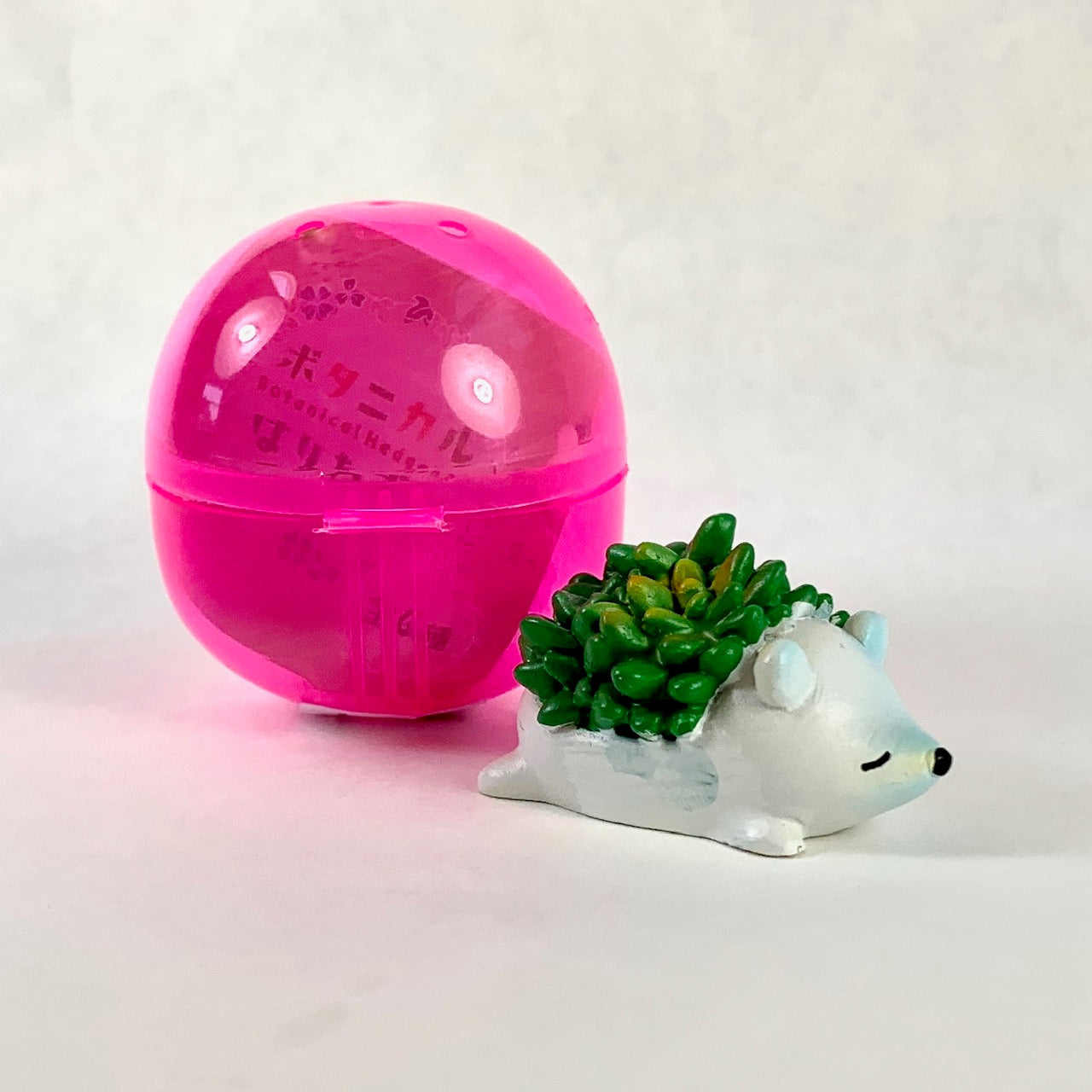 X 70807 HEDGEHOG SUCCULENT CAPSULE-DISCONTINUED